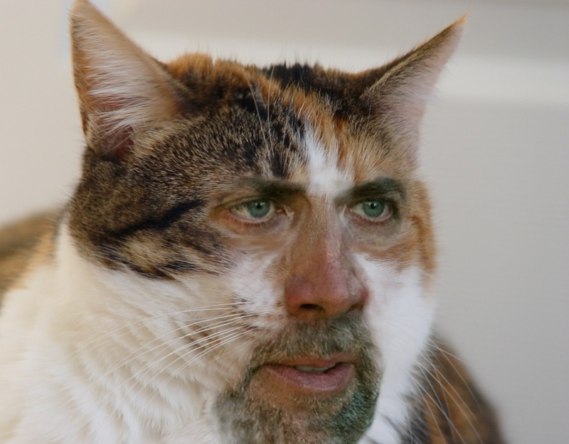 Illustration for article titled Top Five Cats Who Just Can't Even!